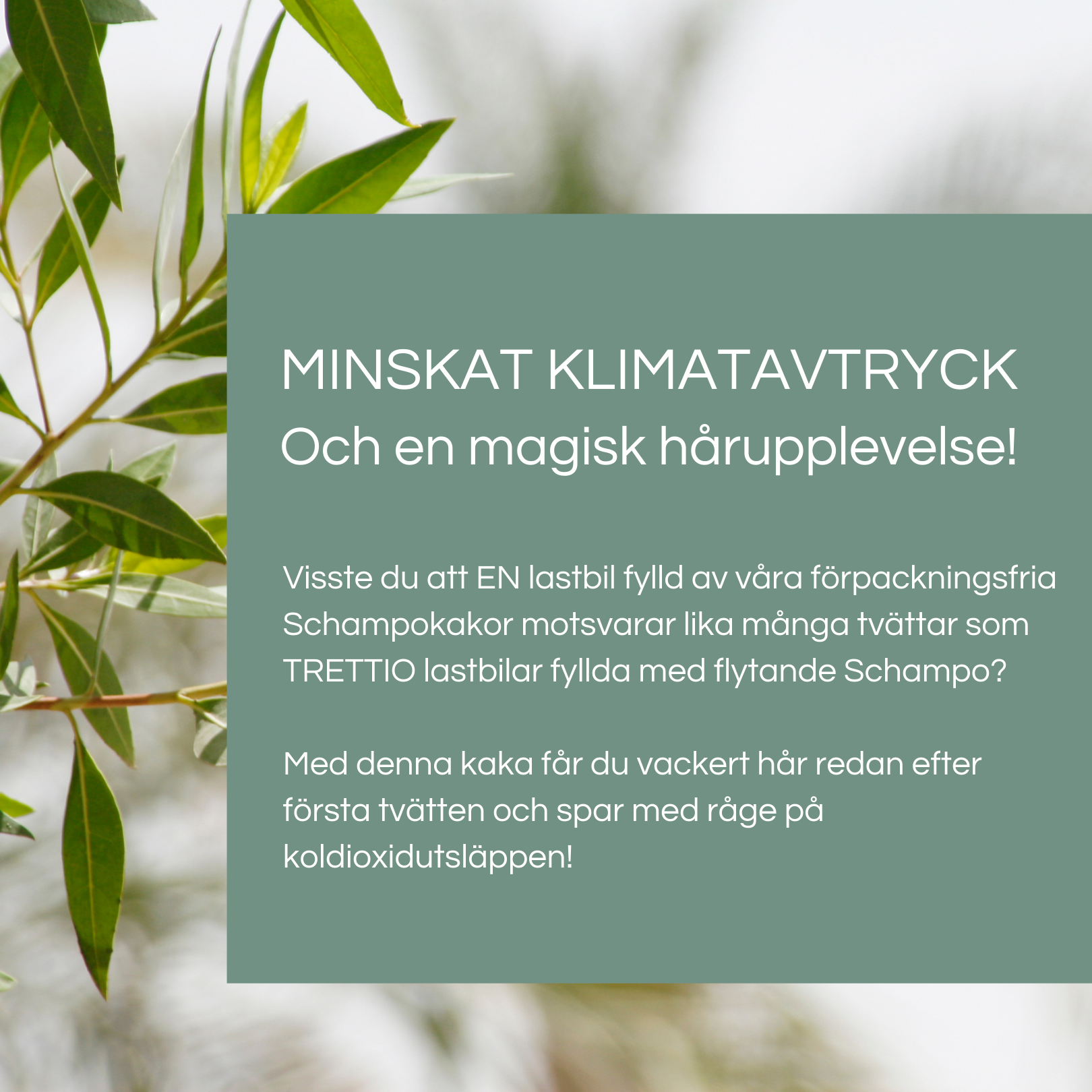 LIMITED EDITION: Schampokaka Bergamott & Neroli Nettle Shampoo - Dalarnaseko.se