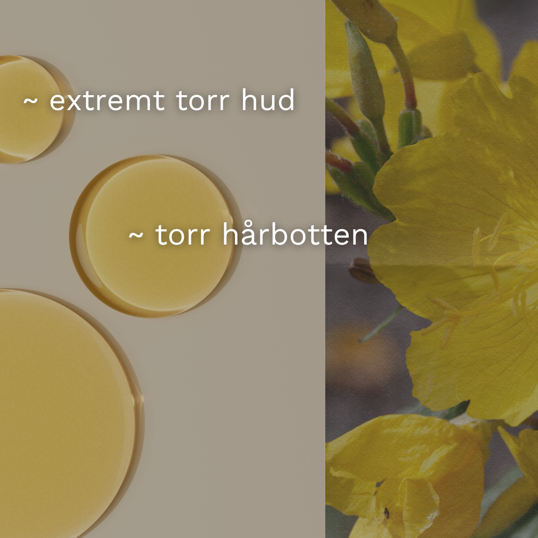 Evening primrose oil ECO, cold pressed, perfect for dry skin and scalp