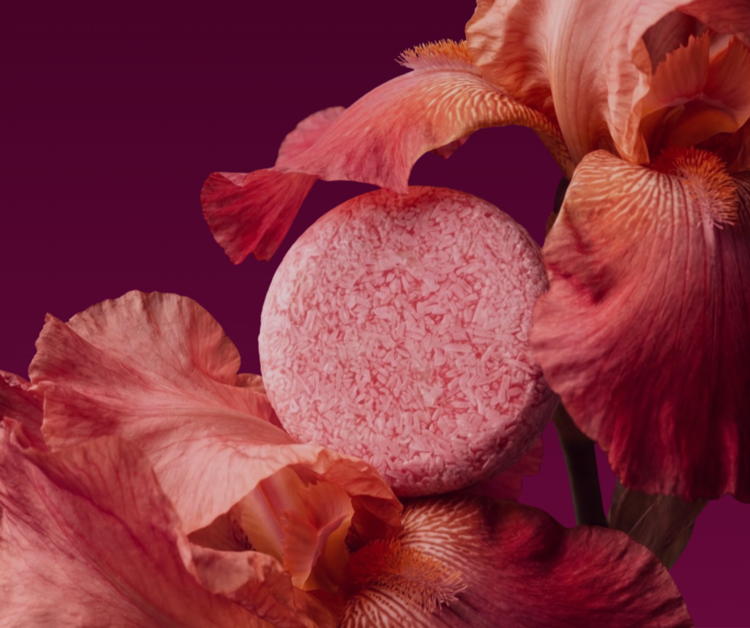 professional solid shampoo dalarnas eko